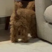 ポテチの画像