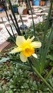 花子さんの画像