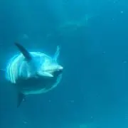 くじらの画像