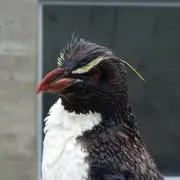 mac