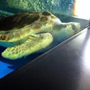 げん