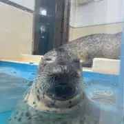 odm56の画像