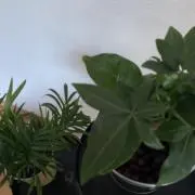 0xxxの画像