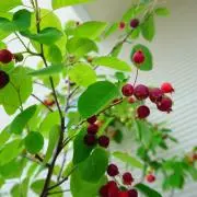 coffee timeの画像