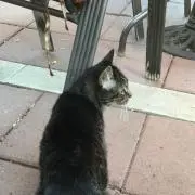 Taの画像