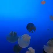 エヌの画像