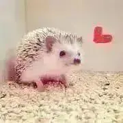 ハリー▲プロフィール必読▲の画像