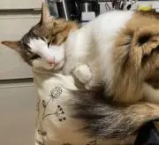 こげまる