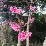サクラ