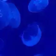 ゆ