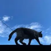 こぴ
