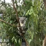 ♡koaraの画像