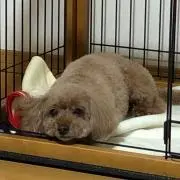 れいちぇるの画像