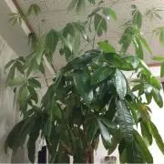 がらっとの画像