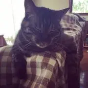 トマト