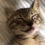 ユー