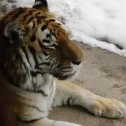 プロフ参照 代行購入はキャンセルしますの画像