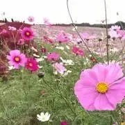 あすちんの画像