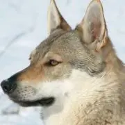 わんこの画像