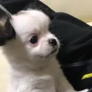 小松