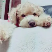 Saaの画像