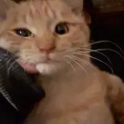 ち