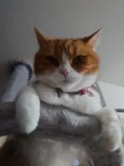 うに