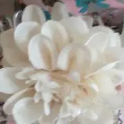 もんきちの画像