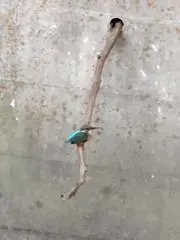 カワセミ・プロフ必読の画像