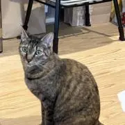 mjの画像