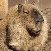 GIROLOMONIの画像