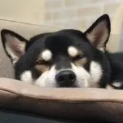 タケゾウの画像