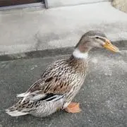 たいちゃん