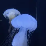 くらげの画像