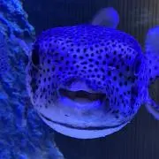 ふぐ子の画像