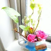 ＊Hana＊Hana＊の画像