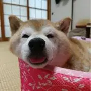 柴犬の画像