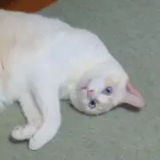 merにゃんこ