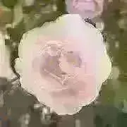 ameの画像