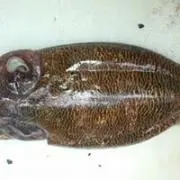 Yamauchi Katsuyaの画像
