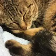 童顔ちび