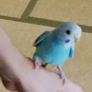 ぴー丸ちゃんの画像