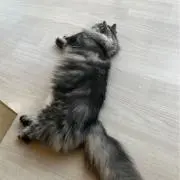 猫丸の画像