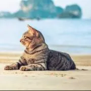 ねっこ