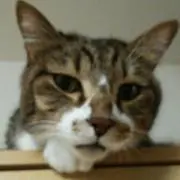 黒ブチmoco