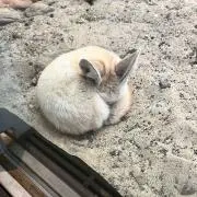 素敵すぎボーイの画像