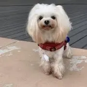 モココ