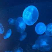 ライチの画像