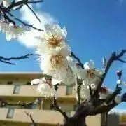 エーコ