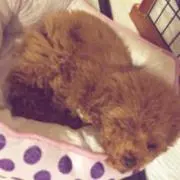 みわ